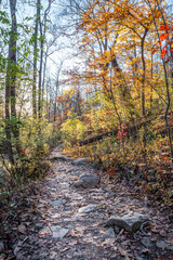 Trail in a bright sunny autumn forest
