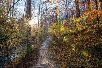 Obraz premium Trail in a bright sunny autumn forest