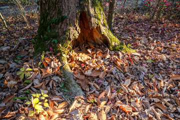 Tree trunk bottom closeup