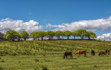 Fototapeta na wymiar Grassland cattle herd under blue sky and white clouds