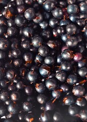 black currant background