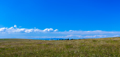Close-up picture of wild flowers on the grassland