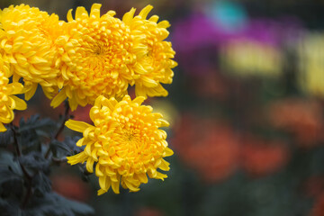 Yellow chrysanthemums on a blurry background close-up. Beautiful bright chrysanthemums bloom in autumn in the garden. Chrysanthemum background with a copy of the space.