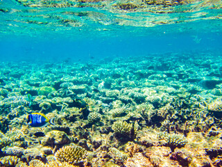 Coral reef in the sea