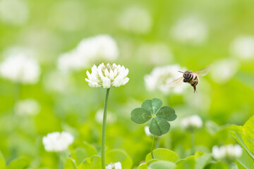 野原に咲くクローバーの白い花と四つ葉のクローバーとミツバチ