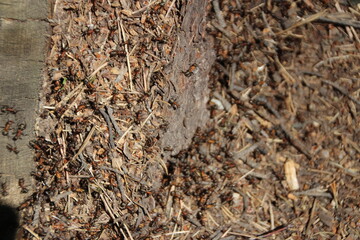 Ants in their home.