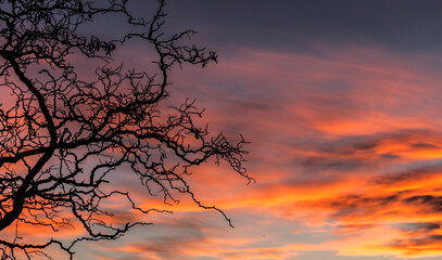 Dusk sky and branches photography