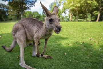 Naklejka na ściany i meble Kangaroo close-up in the park