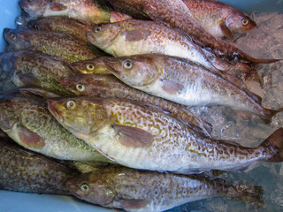冬の魚タラ