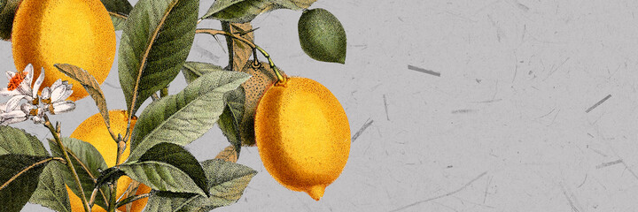 Blank lemon tree background