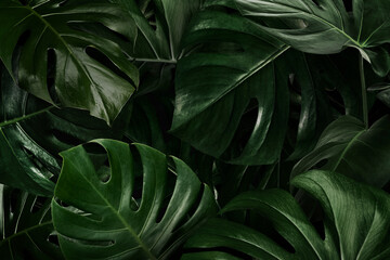 Green monstera leaves nature background