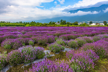 Fototapeta na wymiar Lavender garden under blue sky and white clouds
