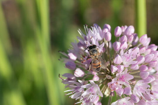 working bee on blooming onion in vegetable garden. Allium nutans closeup image