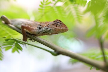 a lizard on the green plant leaf wide life nature