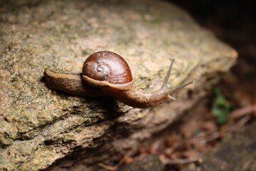 snail on a rock wide  life in the nature