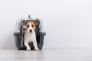 Dog jack russell terrier inside a travel carrier box for animals