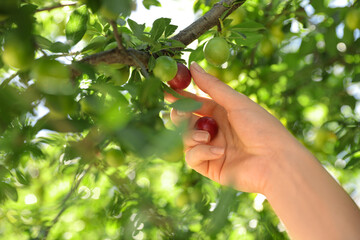Fototapeta na wymiar Woman picking cherry plums outdoors on sunny day, closeup