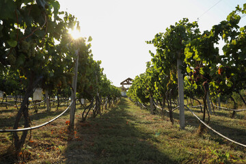 Fototapeta na wymiar Beautiful view of vineyard with ripe grapes