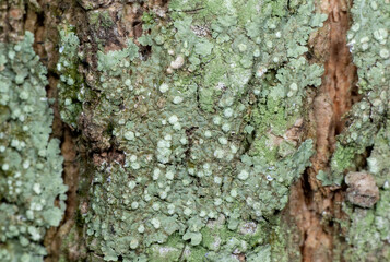 Macro Photo of Green Lichen on Tree Bark