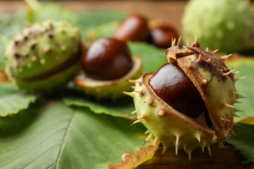 Horse chestnut in husk and leaves on wooden table, closeup