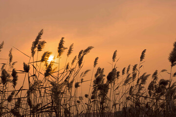 Photographic picture of reeds in the sunset
