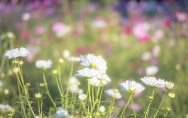 白いコスモスの花