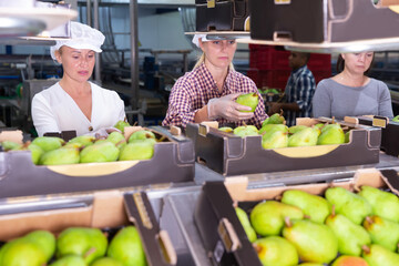 Fototapeta premium People working at sorting department at fruits industrial production facility, preparing pears to packing