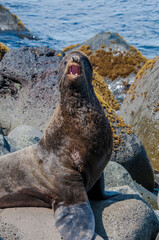 Northern Fur Seal (Callorhinus ursinus) at hauling-out in St. George Island, Pribilof Islands, Alaska, USA