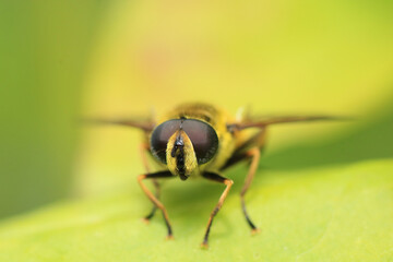 Macro shot of a Myathropa florea a species of hoverfly sitting on a plant