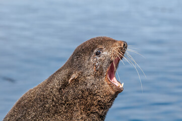 Naklejka premium Northern Fur Seal (Callorhinus ursinus) at hauling-out in St. George Island, Pribilof Islands, Alaska, USA