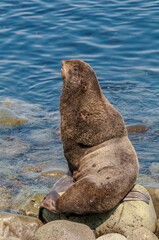 Northern Fur Seal (Callorhinus ursinus) at hauling-out in St. George Island, Pribilof Islands, Alaska, USA