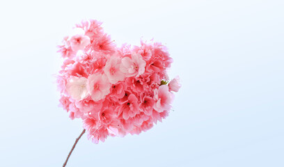 Pink cherry blossom closeup in bloom in spring 