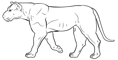 Animals, our loyal friends. Black and white image of a Cougar, coloring book for children.