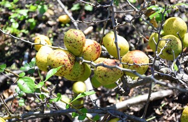 Japanese quince fruits growing on a tree