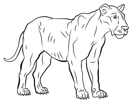 Animals, our loyal friends. Black and white image of a Cougar, coloring book for children.
