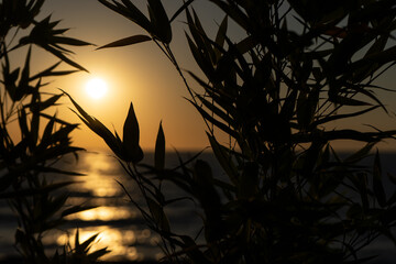 sugar cane photographed at the seaside at sunrise