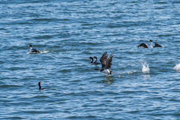 Imperial Shag (Phalacrocorax atriceps) in Ushuaia area, Land of Fire (Tierra del Fuego), Argentina