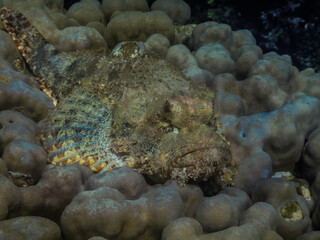 bearded scorpionfish lies on corals and looks while diving in the red sea