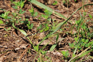 葉の上で休む緑色のトンボ
