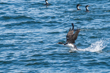 Fototapeta premium Imperial Shag (Phalacrocorax atriceps) in Ushuaia area, Land of Fire (Tierra del Fuego), Argentina