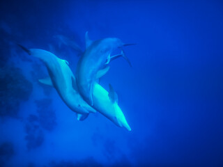 spinner dolphins play entwined in deep blue sea