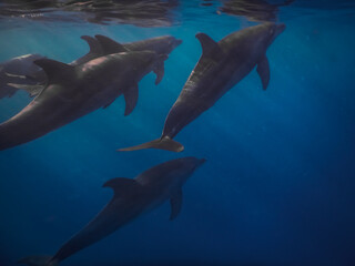 Fototapeta premium spinner dolphins swim near the surface in the red sea