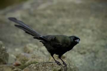 The black eye of the crown and the occiput is dark blue. It is the head of the eyes, the front of the rump and the lower body, reddish brown, the middle of the neck is white. The wings are dark brown