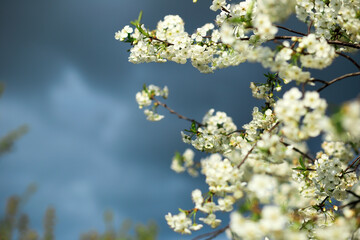 blooming with small white flowers delicate aerial branch on the background of a blue sky with clouds