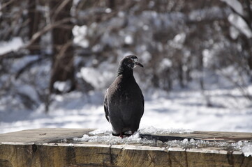 Grey pigeon in the snow