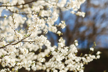 blooming with small white flowers delicate aerial branch on the background