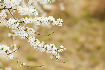 Fototapeta na wymiar a delicate airy branch blooming with small white flowers on a warm background