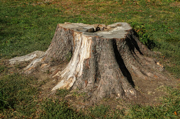 Fototapeta na wymiar stump photographed on a green background