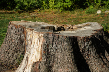 stump photographed on a green background