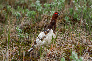 Molting male of Willow Ptarmigan (Lagopus lagopus) in Barents Sea coastal area, Russia
